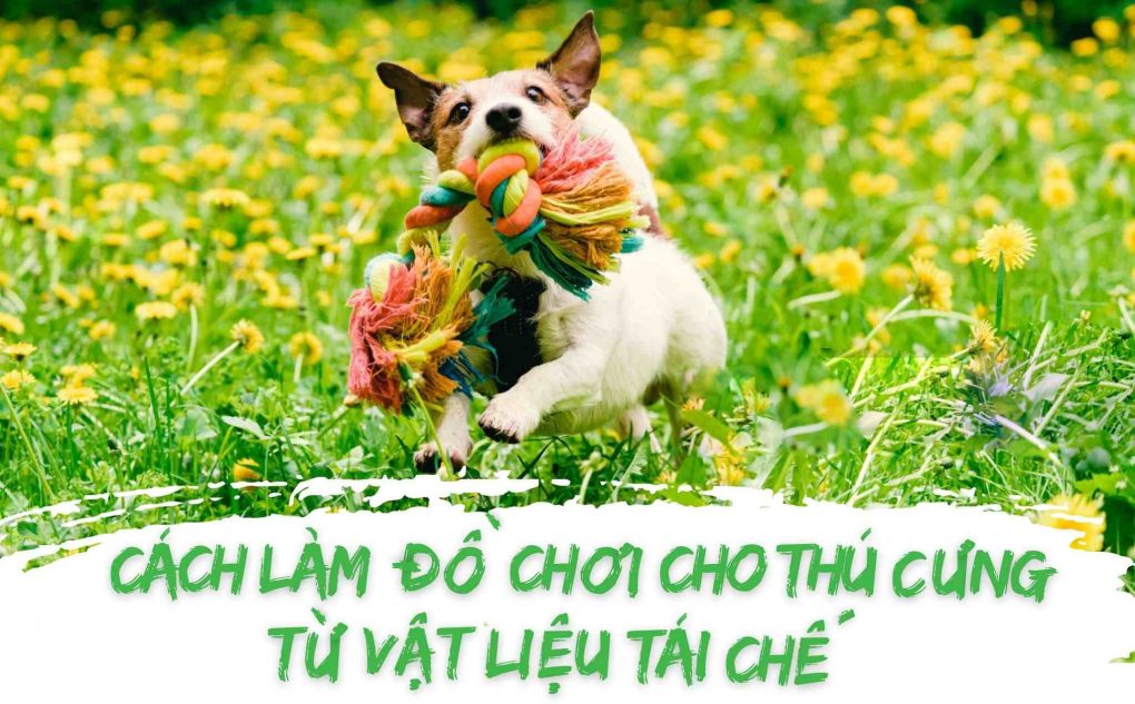 Cách làm đồ chơi cho thú cưng từ vật liệu tái chế