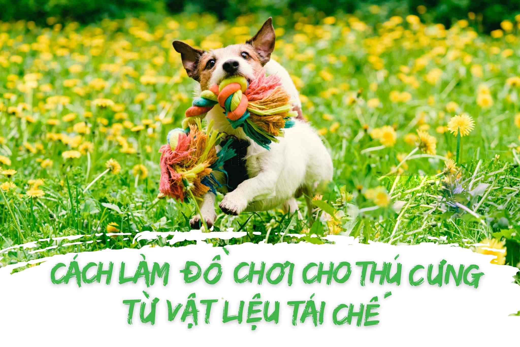 Cách làm đồ chơi cho thú cưng từ vật liệu tái chế